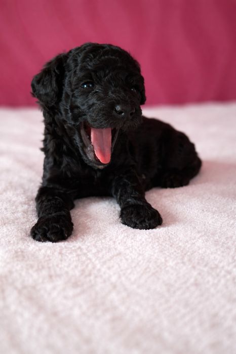 Продаются щенки пуделя