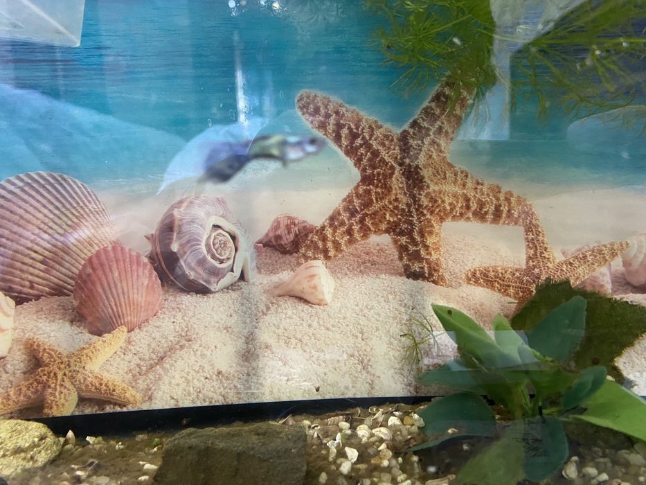 Два самца гуппи молодые за 900 тг