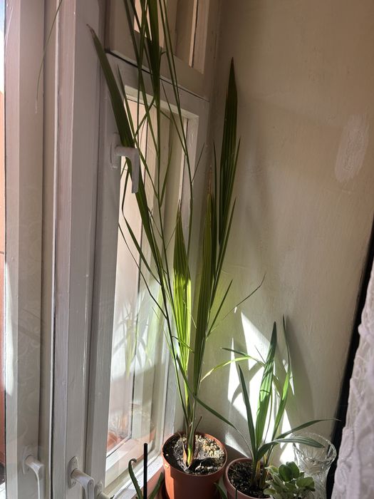 Продам финиковую пальму