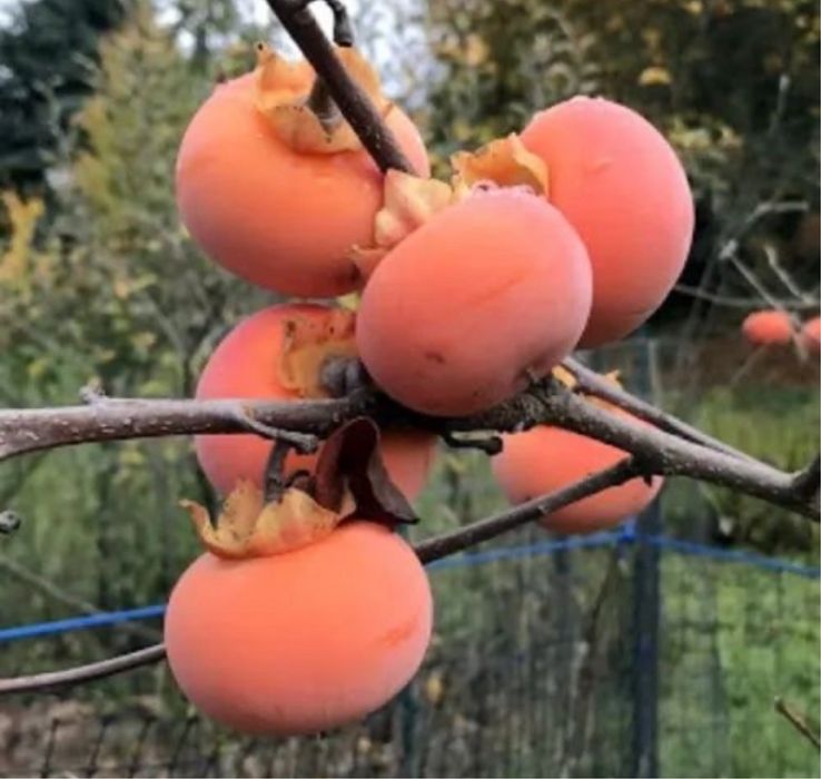 Kaki Nikita’s Gift