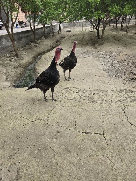 G'uli G'uli sotiladi 300mingdan