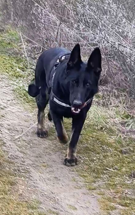 Femela Ciobanesc german, pedigree, 1,8 ani