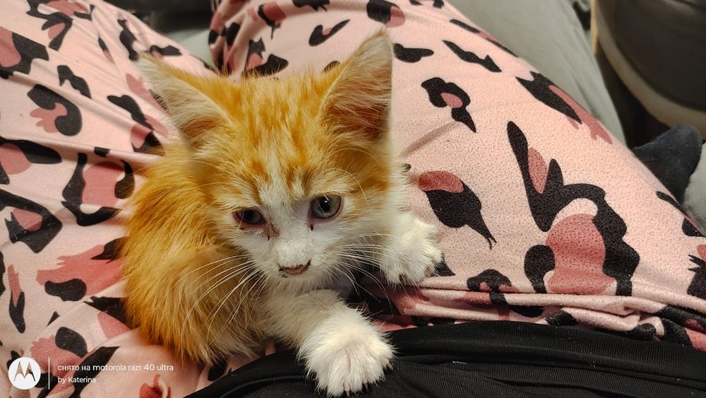 Котёнок рыжий мальчик