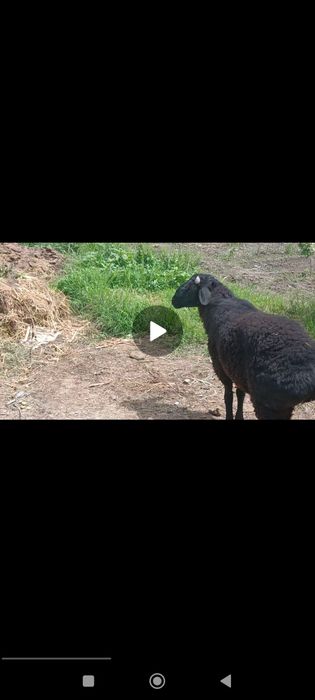 Quchqor sotiladi Qurbonlik uchun 40 kg DAN ziyod gʻushti