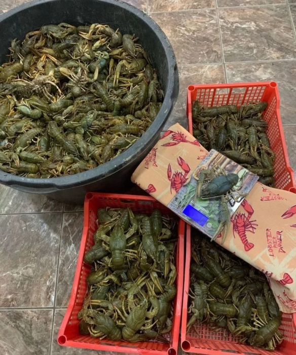 Раки живые доставка