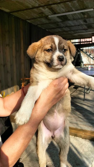 Щенки  бесплатно