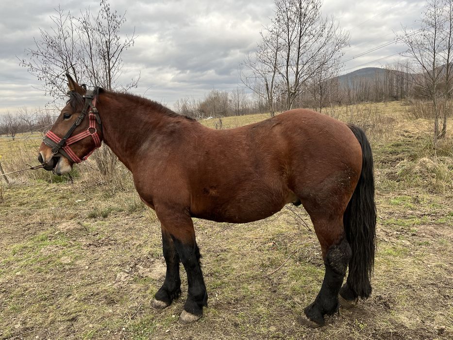 Armasar semigreu romanesc