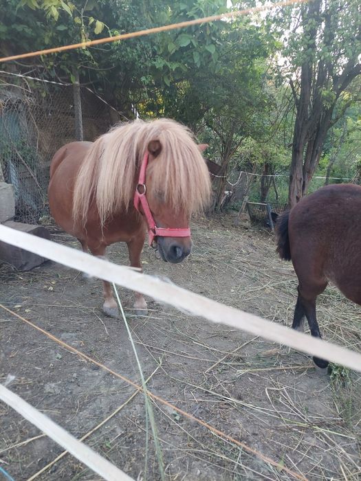 Vînd mînz ponei talie mica