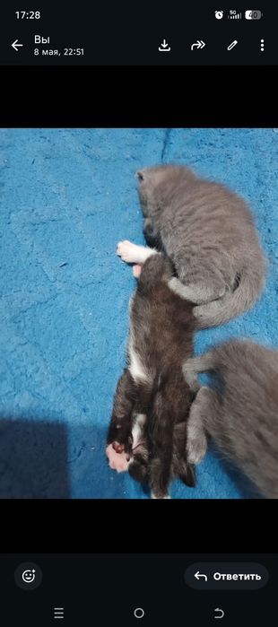 Отдам котят в хорошие руки
