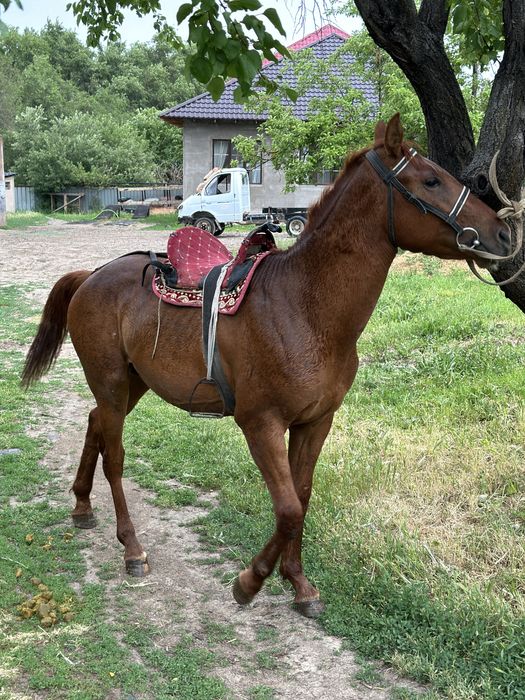 Донен сатылад          .
