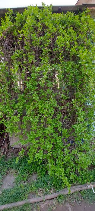 Лимонник Дальневосточный продам