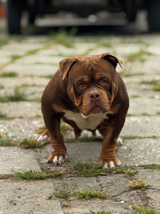 American bully pocket