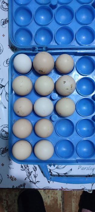 Брама тухум сотилади