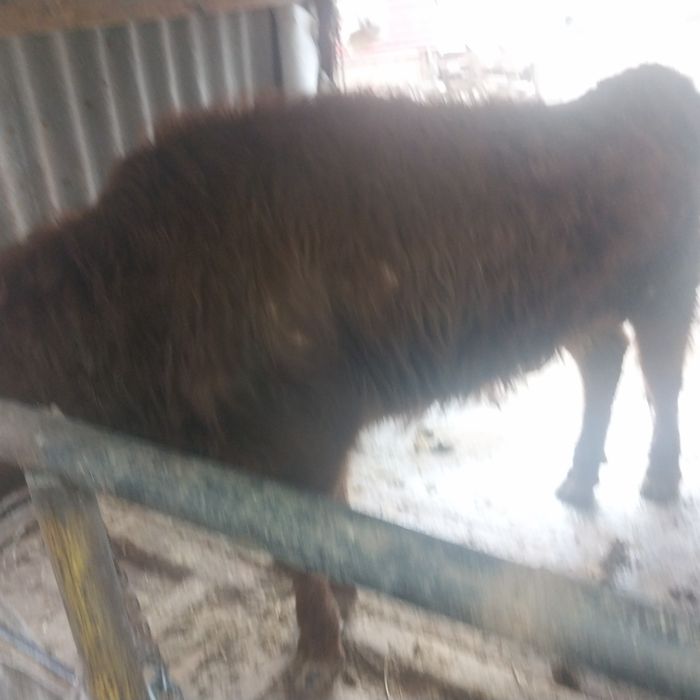 Буқа 3 жасар сатылады