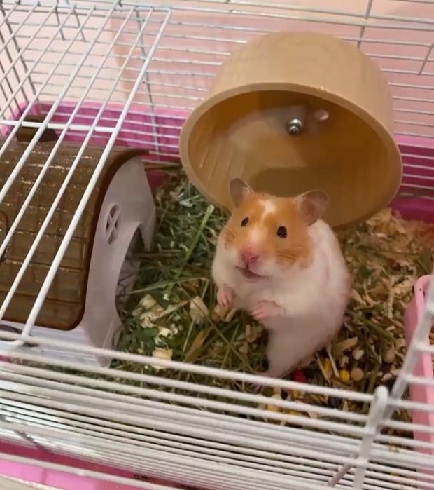 Сирийские хомяки