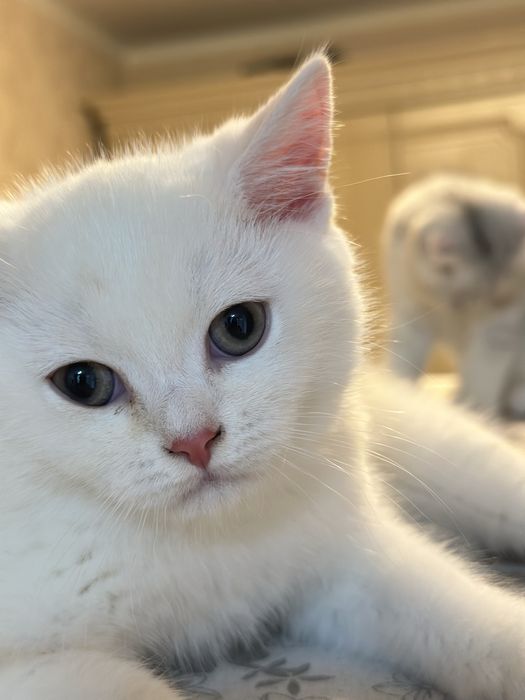 Котенок
