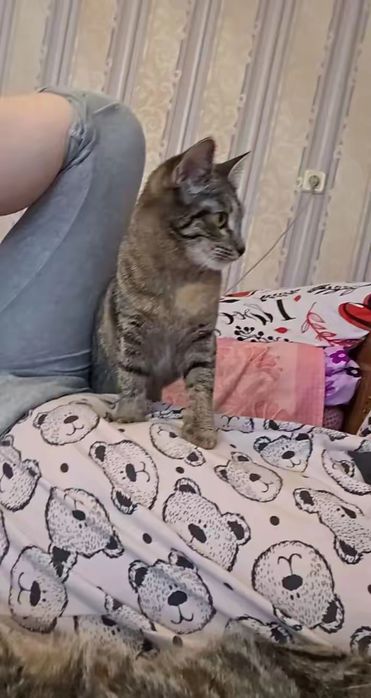 Отдам котенка подросток в добрые руки