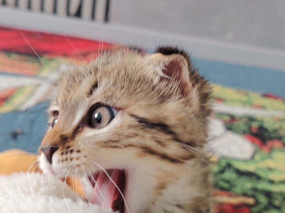 Продам кошка 30 000т