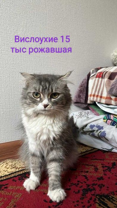 Срочно продается