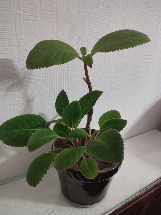 Продам комнатные цветы