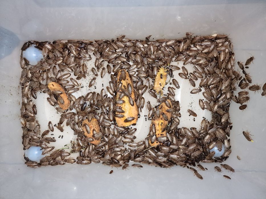 Тараканы мраморные