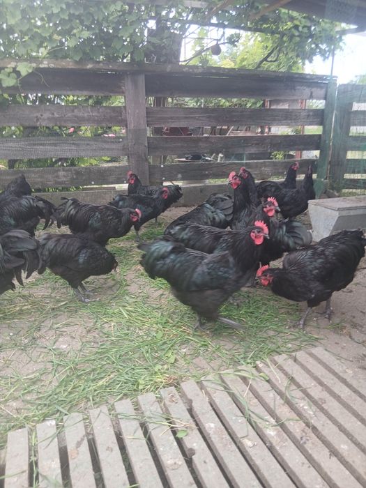 Cocosi australorp  varsta 5 luni și 12 zile