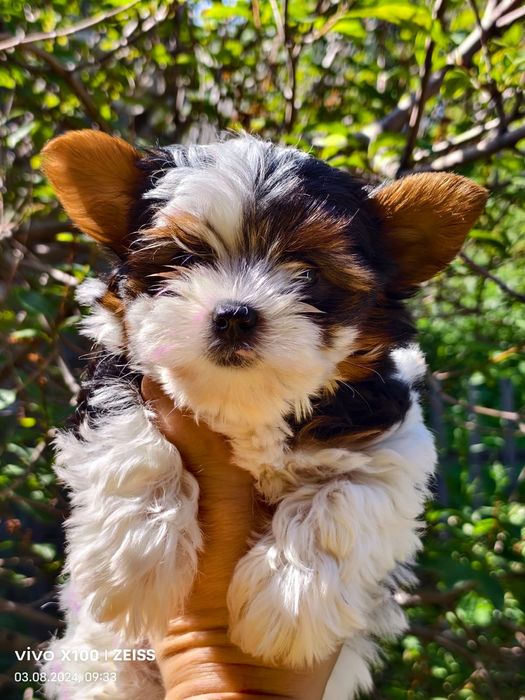 Продам щенков бивера