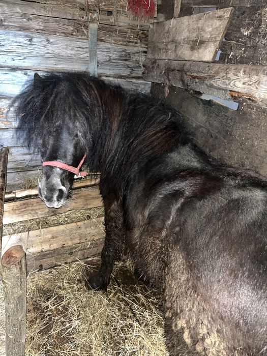 Vand sau schimb armasar de 3 ani 40 de milionae negociabil