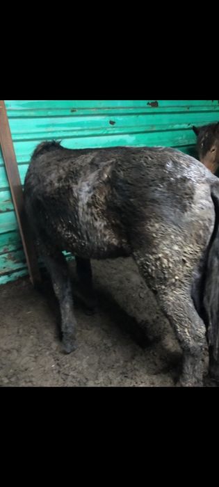 Жылқы, лошади, откорм, соғым