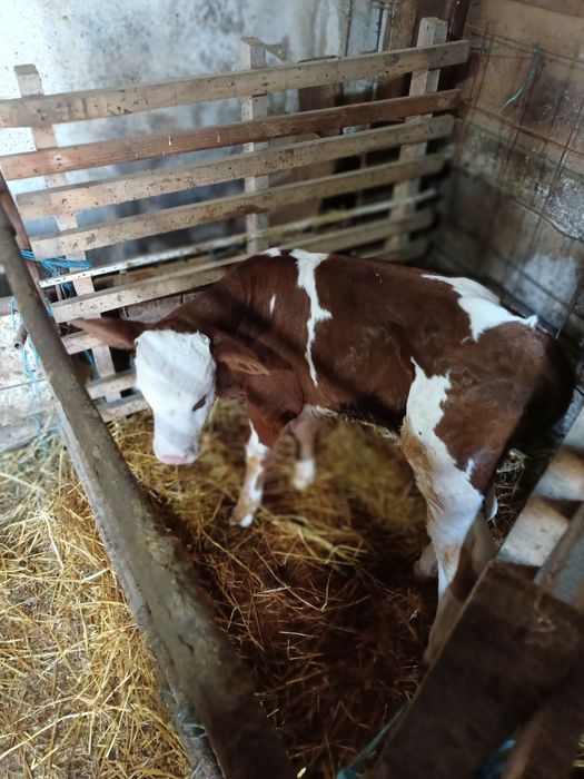 Vind 2 tăuraș bălțați sugari.