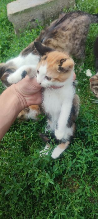 Pisici jucause-cauta casa noua