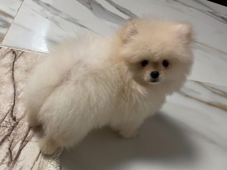 Pui pomeranian alb  din parinti campioni