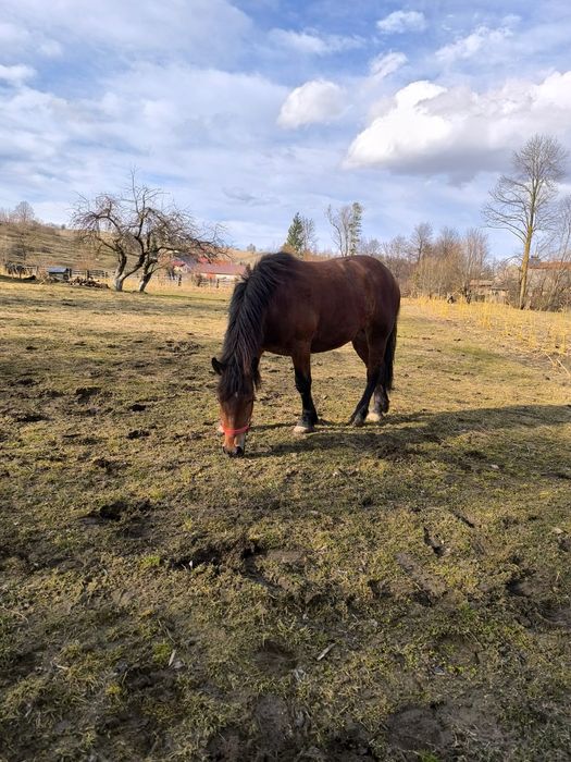 Noatină de vânzare