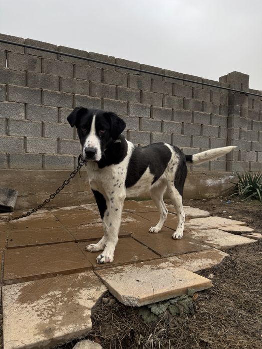 Продам щенка САО 11 месяц