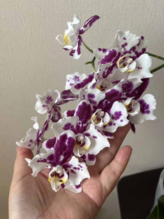 Орхидея Марракеш бабочка