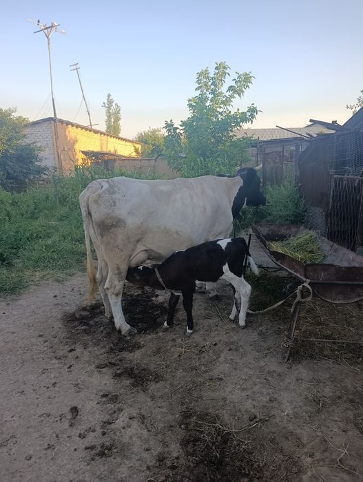 Мол сигир - она бола