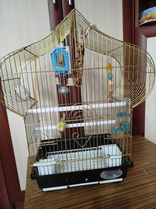 Клетка для попугаев в подарок отдам все что в клетке
