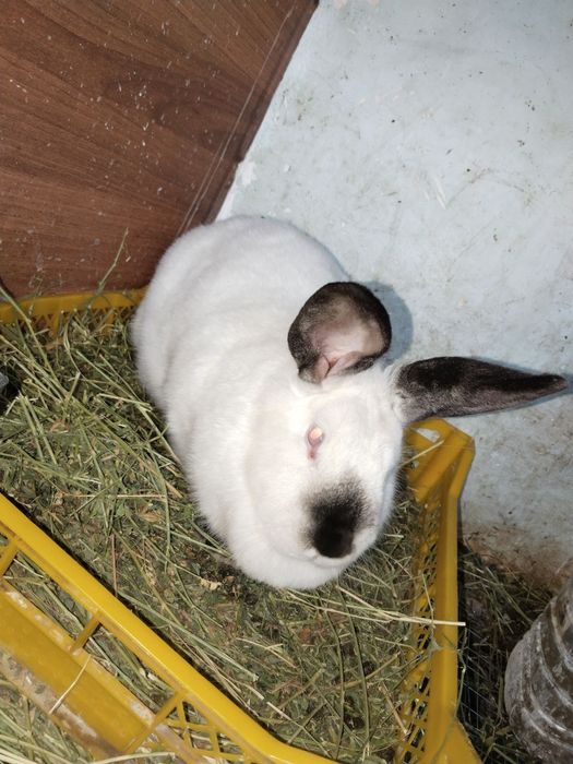 Хар хир пародали куйонлар сотилади