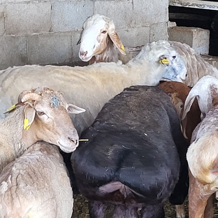 Продам больших Эдильбайских