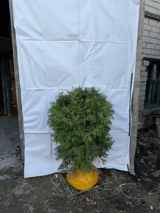 Туя шарик шаровидная даника