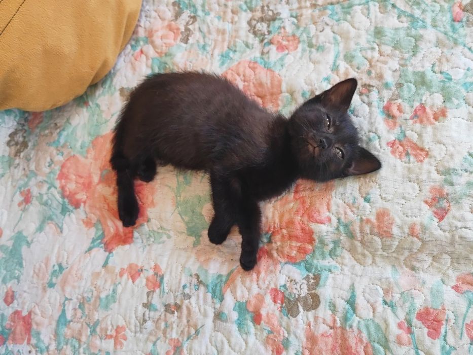 Котенок в добрые руки