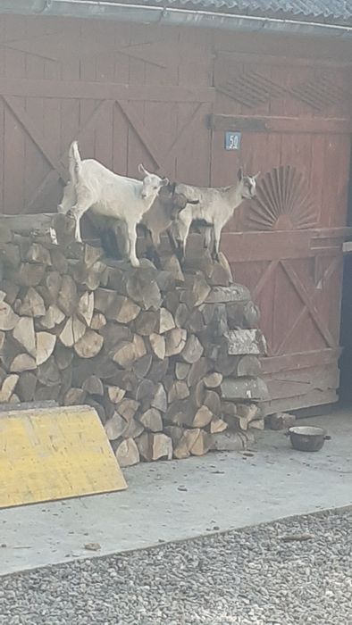 Vând iezi de 2 luni