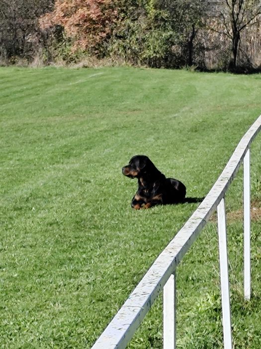 Rottweiler dresat la nivel înalt pentru pază și protecție