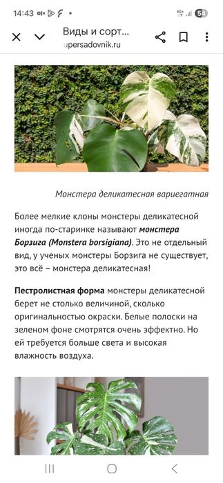 Монстера вариегатная.