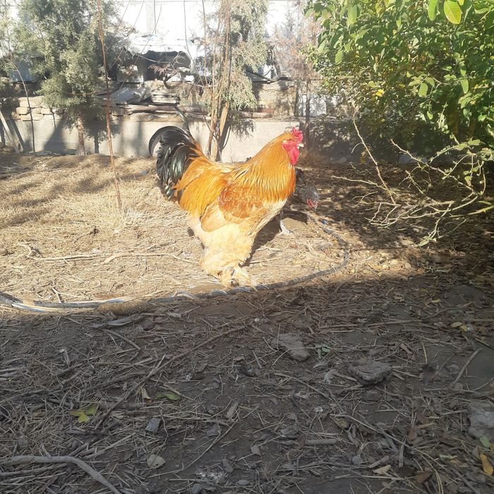 Брамо хуроз сотилади