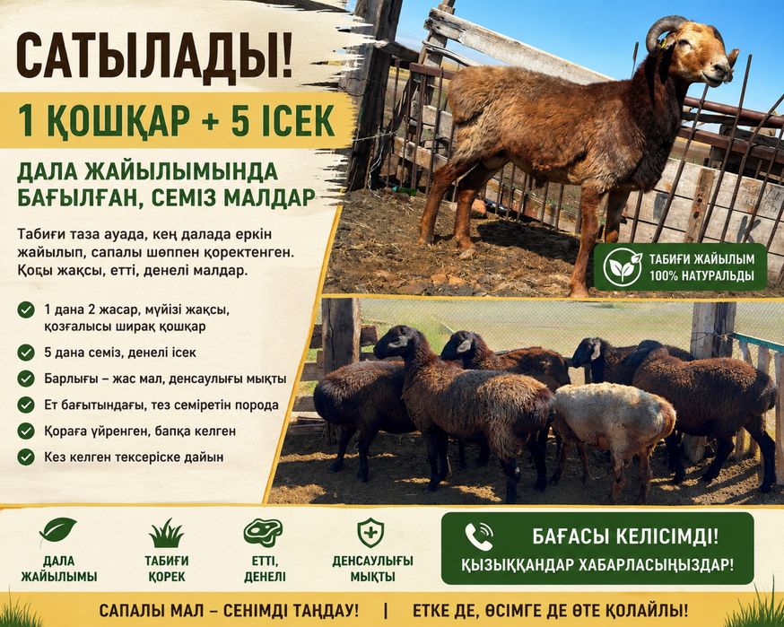 Сатылады 2 - жасар ісектер  және ісек қошқар 3 -жасар