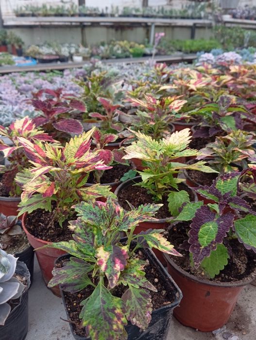 Продаются цветы-подарки для женщин к 8 марта. Большой ассортимент