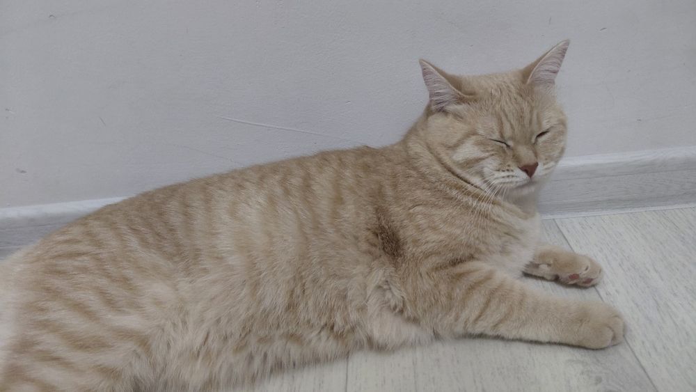 Отдадим кошку в добрые руки