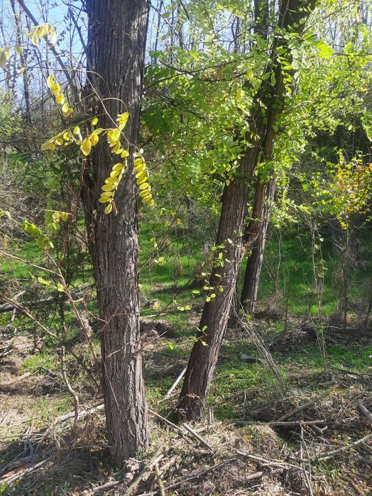 Bustean de salcâm de vinzare 300 metri cubi