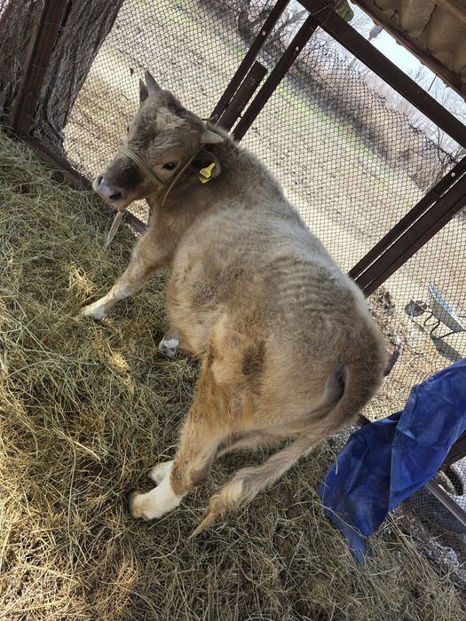 Бұқа сатылады...